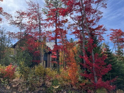 2025-09-24 LE 99% !!, paysagement, ébénisterie